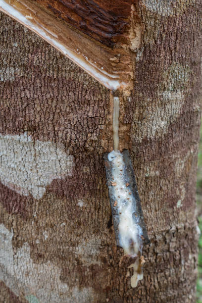 istock Latex production, Krabi, Thailand 1327498007