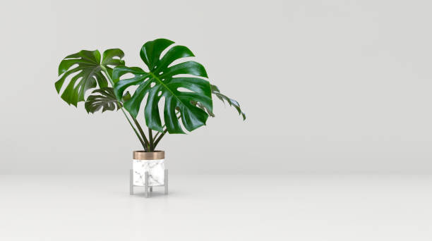istock Monstera deliciosa tree in White Marble plant pots isolated on white background 1327498395