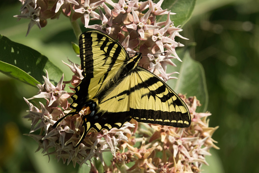Drinking up nectar from milkweed flowers, a wild, Western tiger swallowtail butterfly flutters through Waterton Canyon near the South Platte River in Littleton, Colorado.
