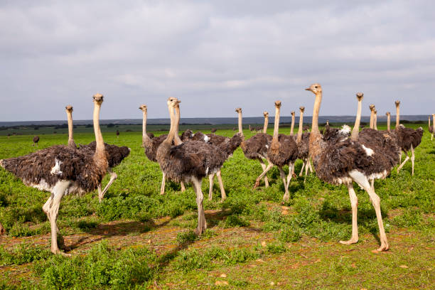 istock Young, inquisitive ostriches gathering close to the camera 1327499402
