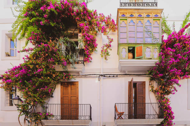 colourful bougainvillea in the old town of ibiza town - ibiza town imagens e fotografias de stock