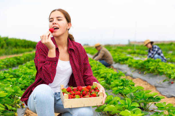 istock Positive woman picking strawberries on field 1327500013