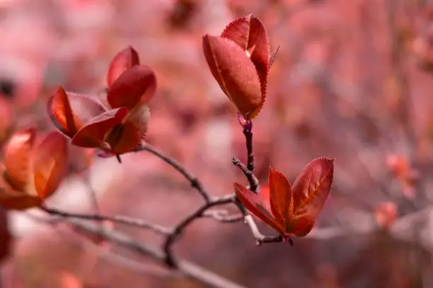Branch with red leaves. Nature background. Autumn or spring season.