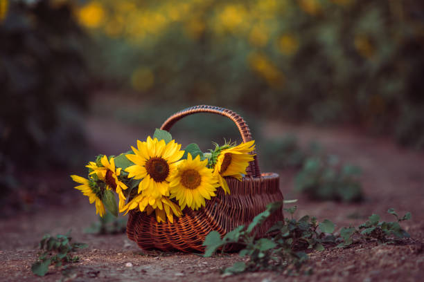 Basket with sunflowers in a sunflower field