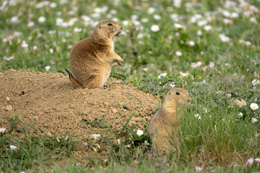 Barking out an alarm call, a black-tailed prairie dog stays close to his underground burrow in Bear Creek Lake Park in Lakewood, Colorado.