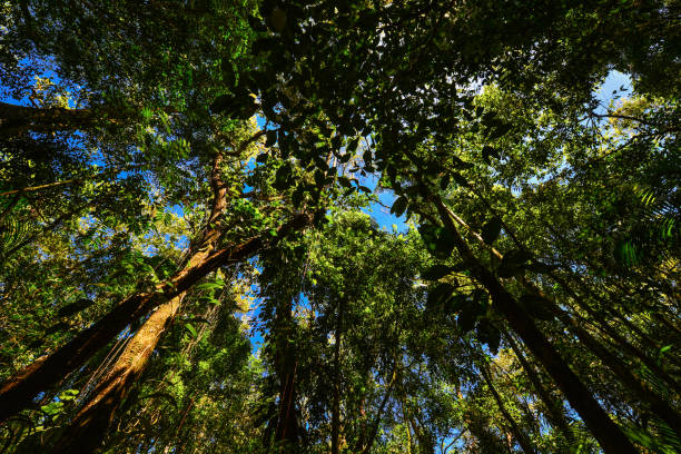 üppiger atlantischer regenwald in der nähe von rio - rio de janeiro brazil landscape south america stock-fotos und bilder