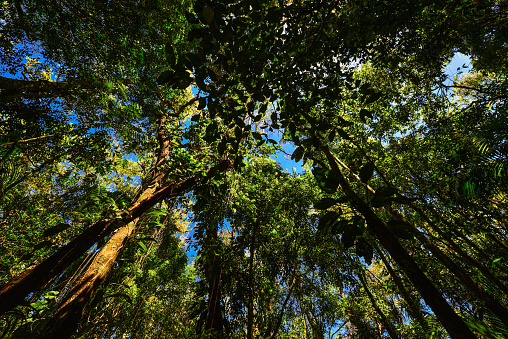 Preserved patch of Atlantic rainforest in the Serra dos Órgãos National Park, Guapimirim, Rio de Janeiro state, Brazil