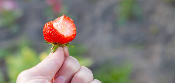 istock Red strawberry beautiful that are bitten in the arm. 1327501255