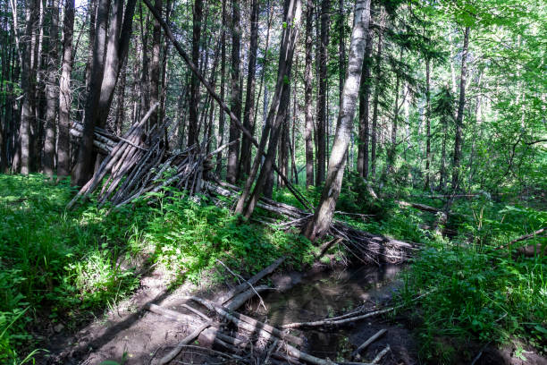 istock Survival shelter in the woods from tree branches. Cone or pyramid shape shelter 1327501308