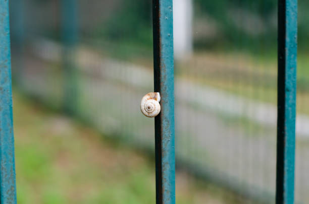 Ravlik sits on the fence. Shell.