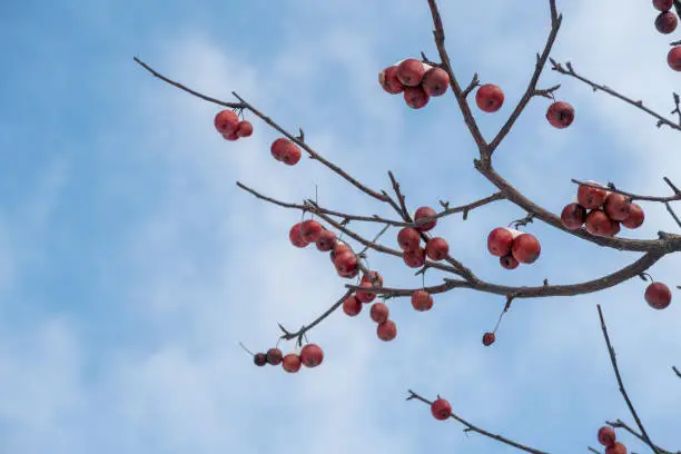 Red apples on naked branches, some covered with snow. Food for birds in winter season.