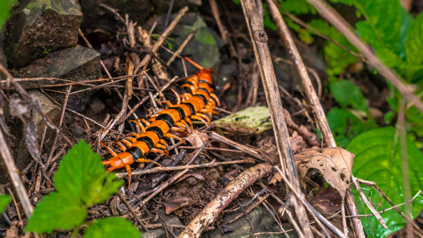 Scolopendra Hardwickei Scolopendra hardwickei, Also know as the Indian tiger centipede. A large orange and black stripped one makes its way in the forest scolopendra centipede stock pictures, royalty-free photos & images