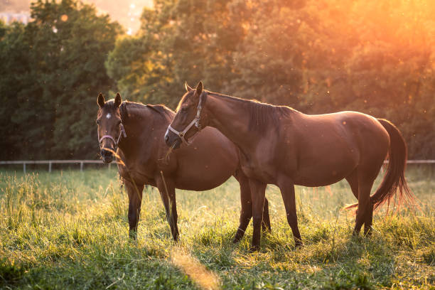 istock Two horses on pasture during sunset 1327505070