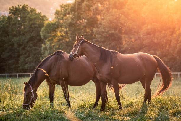 Horses grazing on pasture. Rural scene