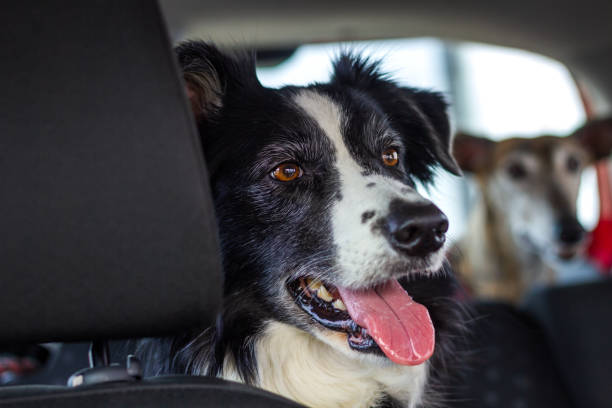 istock Dogs travel in car 1327505116