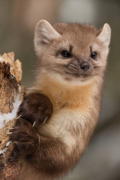 istock King of the Stump 1327505238