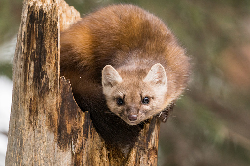 American Marten perched on a tree stump in Yellowstone National Park.