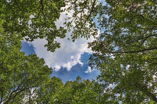 Looking up at the lush green treetops in deciduous forest with fraction of blue sky in the middle as copy space, low angle view