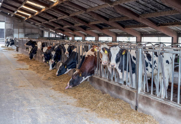 istock a farm with cows in holland 1327506068