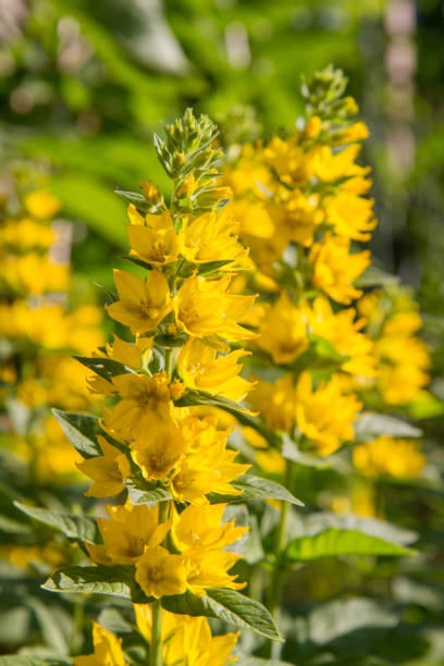 istock The Loosestrife (Lysimachia) 1327508420