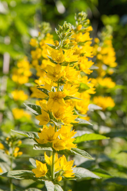 istock The Loosestrife (Lysimachia) 1327508434