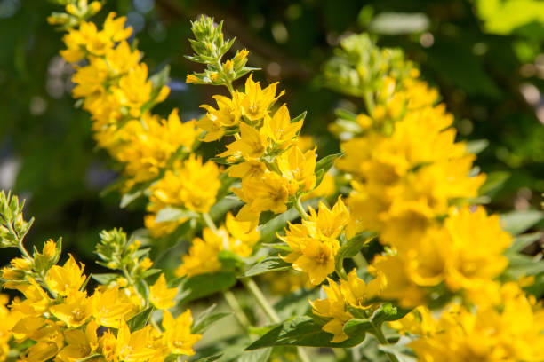 istock The Loosestrife (Lysimachia) 1327508456