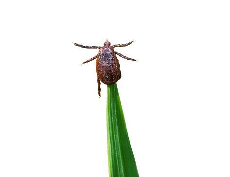 Tick brown sits on green blade of grass stalk isolated on white background. Dermacentor marginatus or Ornate sheep tick crawling close up