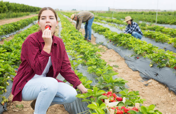 istock Positive woman picking strawberries on field 1327508676