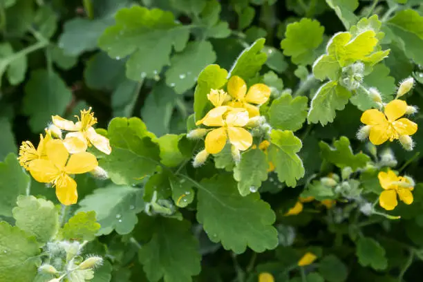 Close-up of a flowering plant used in celandine medicine (lat. Chelidonium).