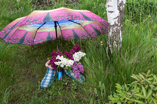 In the green grass under a birch lies an open umbrella, under which are women's spring boots with white and purple lilacs.