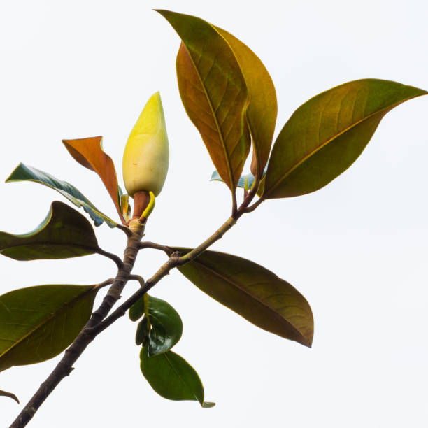 broto sem bipe de magnoli sempre verde - evergreen magnolia - fotografias e filmes do acervo