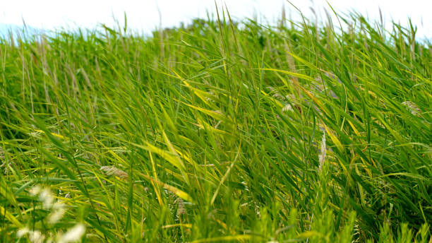 istock Summer season and nature background 1327512837