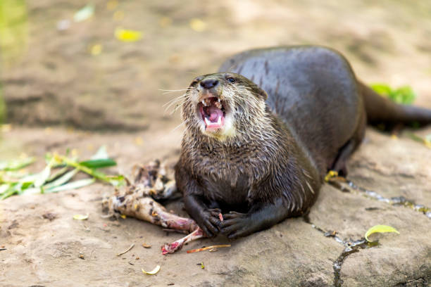 The small otter - Amblonyx Cinerea - eats meat. He has an open mouth, teeth are visible and he bites meat from bones.