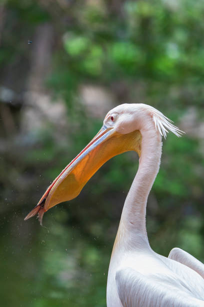 istock Pelecanus onocrotalus - White Pelican by the water. 1327514037
