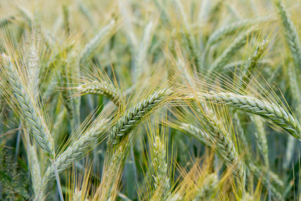 Field Of Cereal stock photo