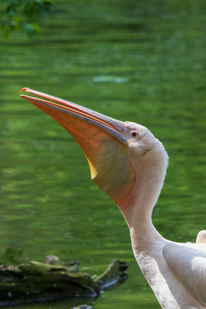 istock Pelecanus onocrotalus - White Pelican by the water. 1327514780