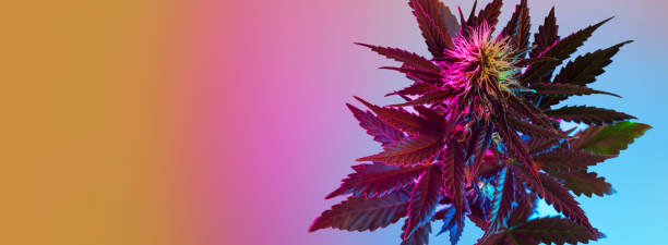 bandeira longa de cannabis com planta de maconha roxa no estilo tropical neon. - tropical blossom - fotografias e filmes do acervo