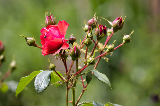 istock Focus stack detail of red rose flower with blurred background 1327515017