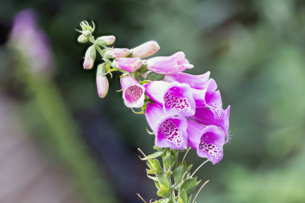 istock Focus stack detail of Digitalis flower with blurred background 1327515032