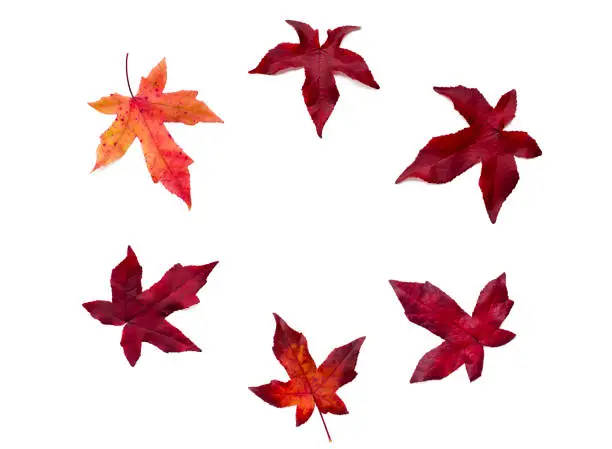 Photo of Autumn maple leaves on white table