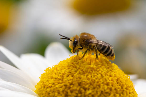 istock Small bee collecting pollen on Anthemis tinctoria 