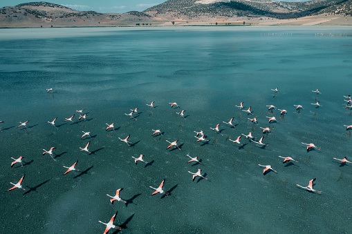 Flamingos flying on lake