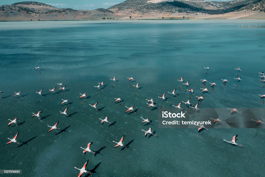 Flamingos flying on lake Flamingos flying on lake. Taken via drone. Yarisli Lake in Burdur, Turkey. Bird Stock Photo