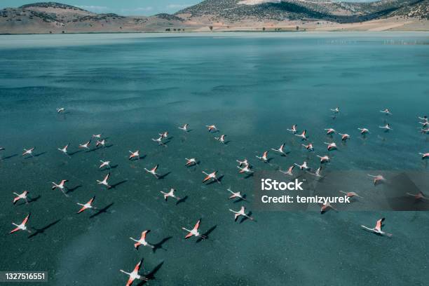 Flamingos Flying On Lake Stock Photo - Download Image Now - Bird, Animal Migration, Flying