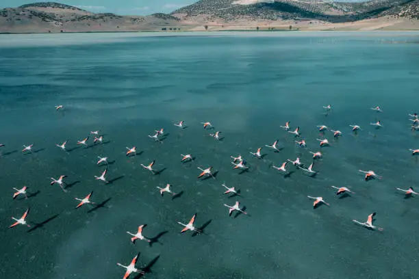 Photo of Flamingos flying on lake