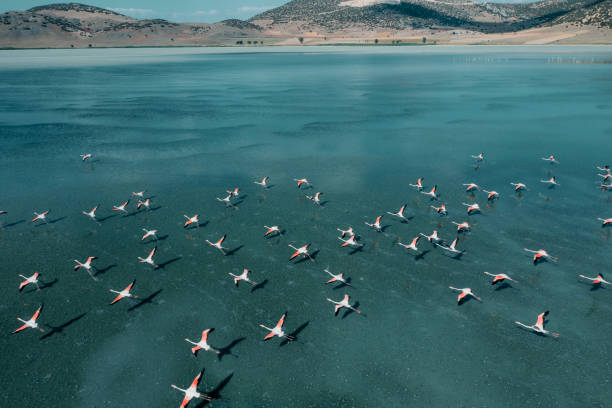 flamingos flying on lake - group of animals animal bird flamingo imagens e fotografias de stock
