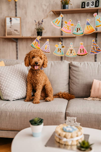 istock Cute dog celebrating birthday at home 1327517389