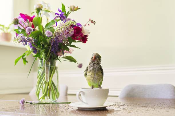 Wet green parrot bathing in cup, bird enjoying bath, pet quaker parrot on table