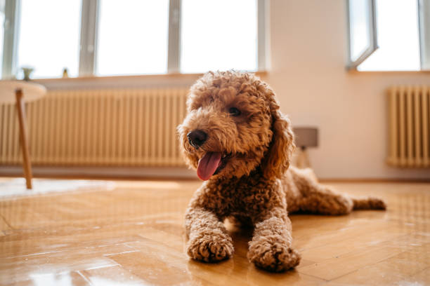 Cute poodle lying on floor in apartment Cute poodle lying on floor in apartment living room. labradoodle stock pictures, royalty-free photos & images