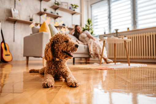 Cute poodle lying on floor in apartment living room and woman sitting on sofa.